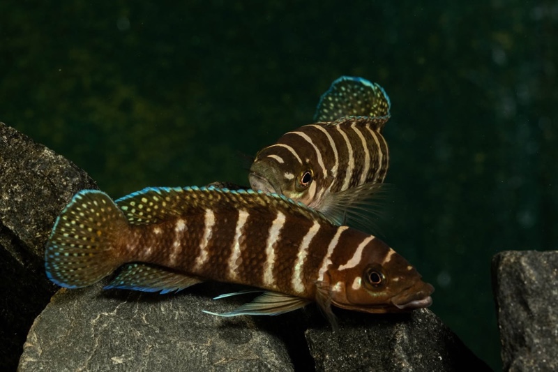 Neolamprologus cylindricus 'Kasanga'